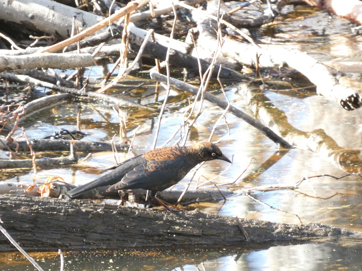 Rusty Blackbird - ML630729500