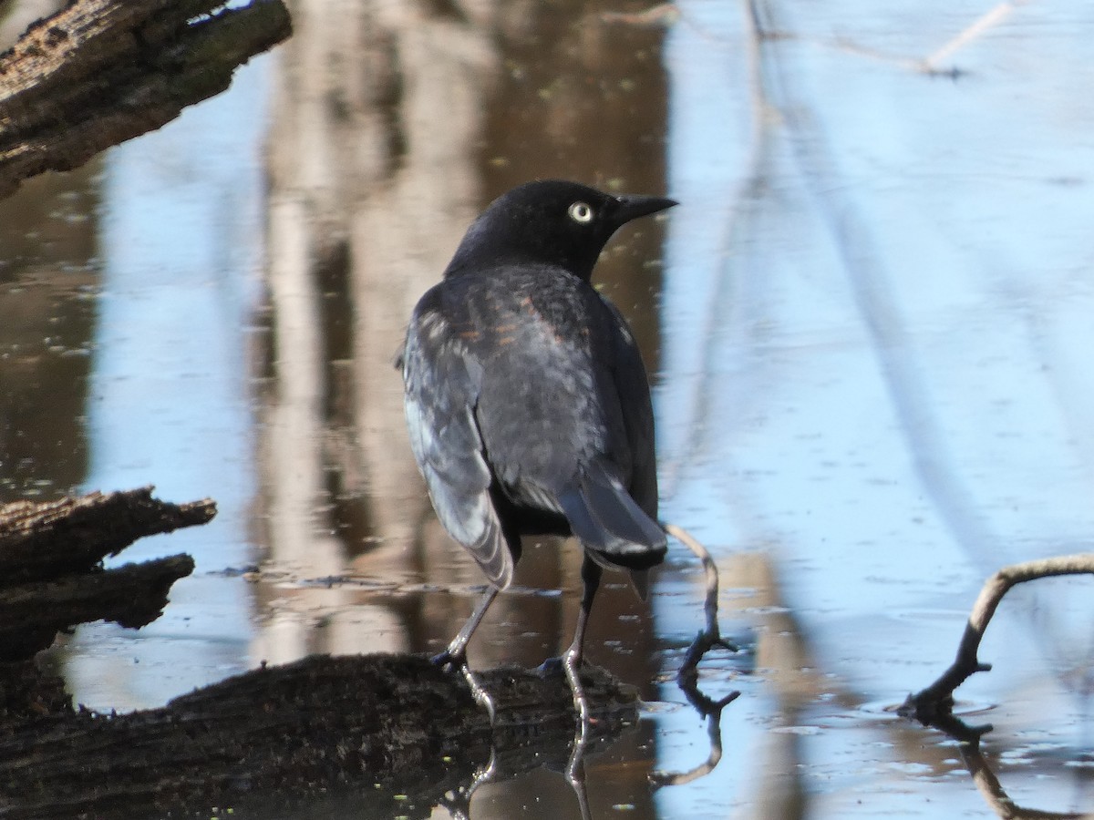 Rusty Blackbird - ML630729525