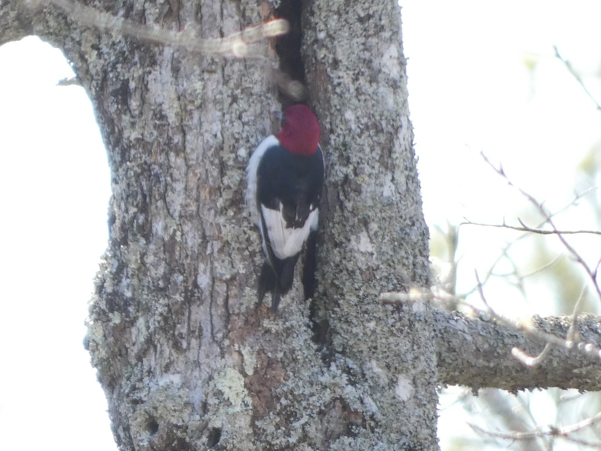 Red-headed Woodpecker - ML630729552