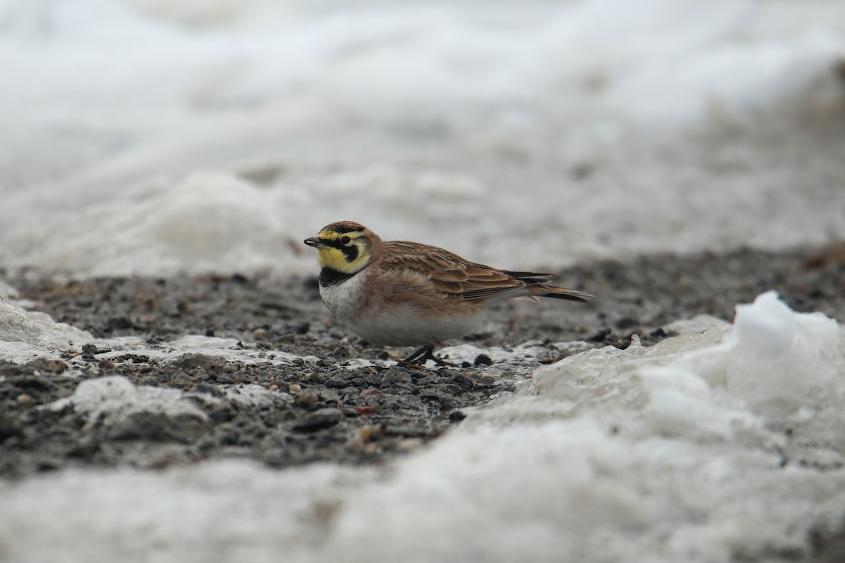 Horned Lark - ML630729576
