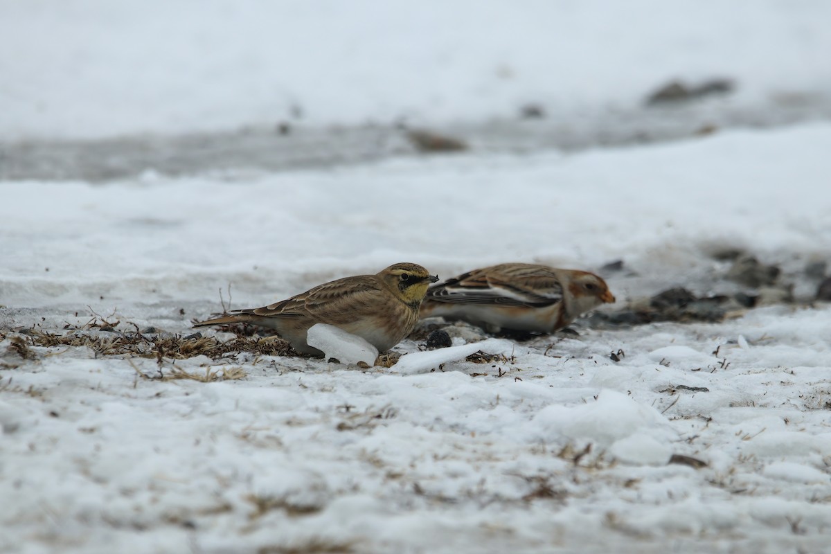 Horned Lark - ML630729577