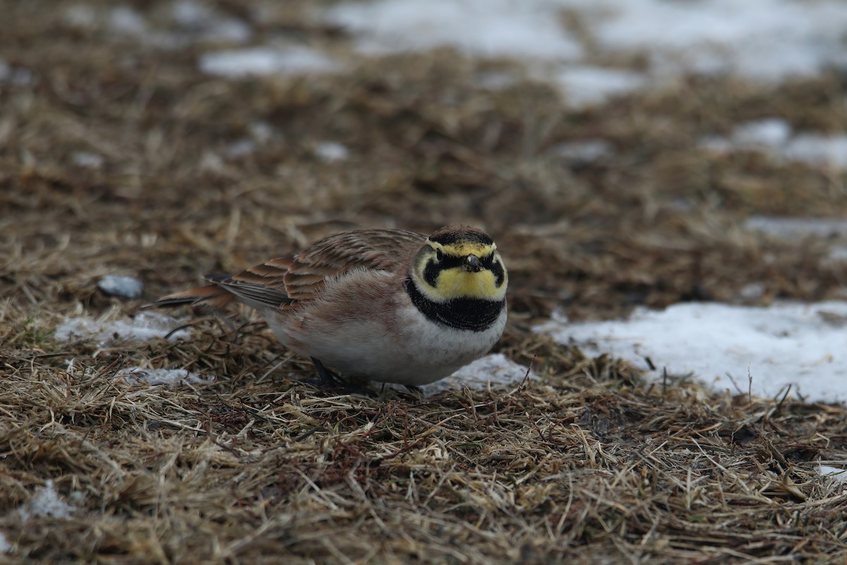 Horned Lark - ML630729578