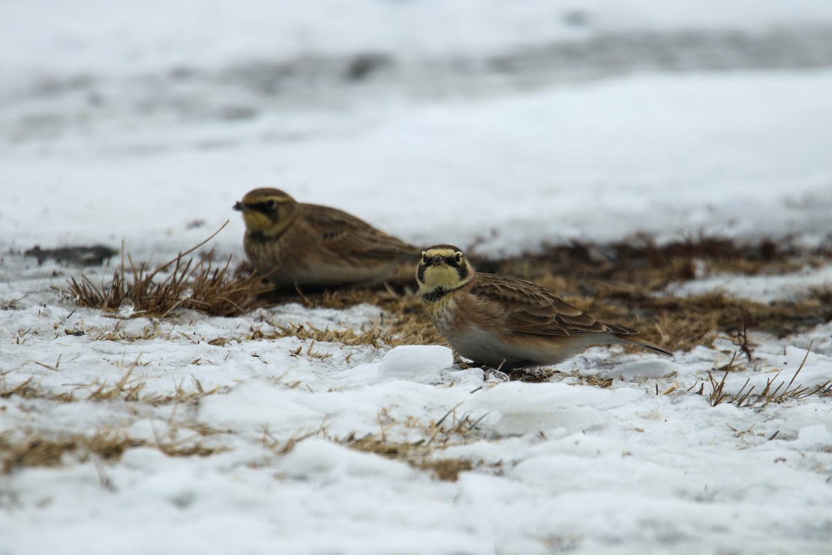 Horned Lark - ML630729579