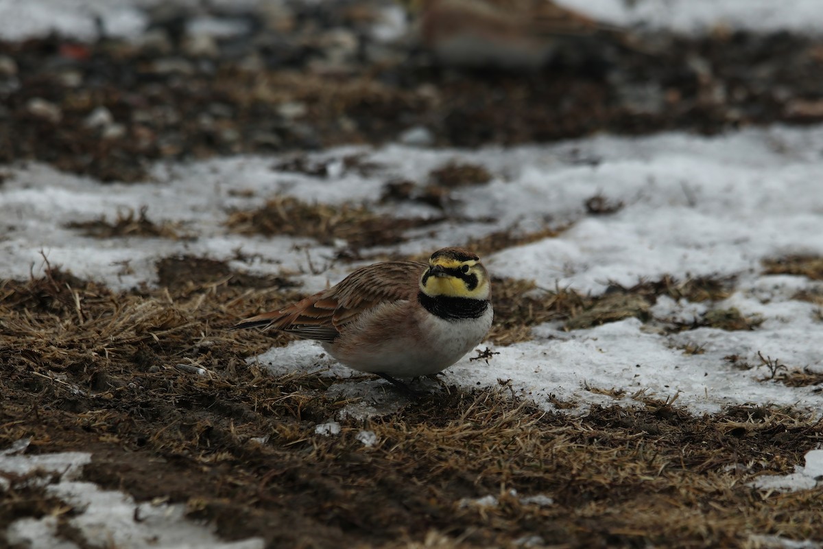 Horned Lark - ML630729581
