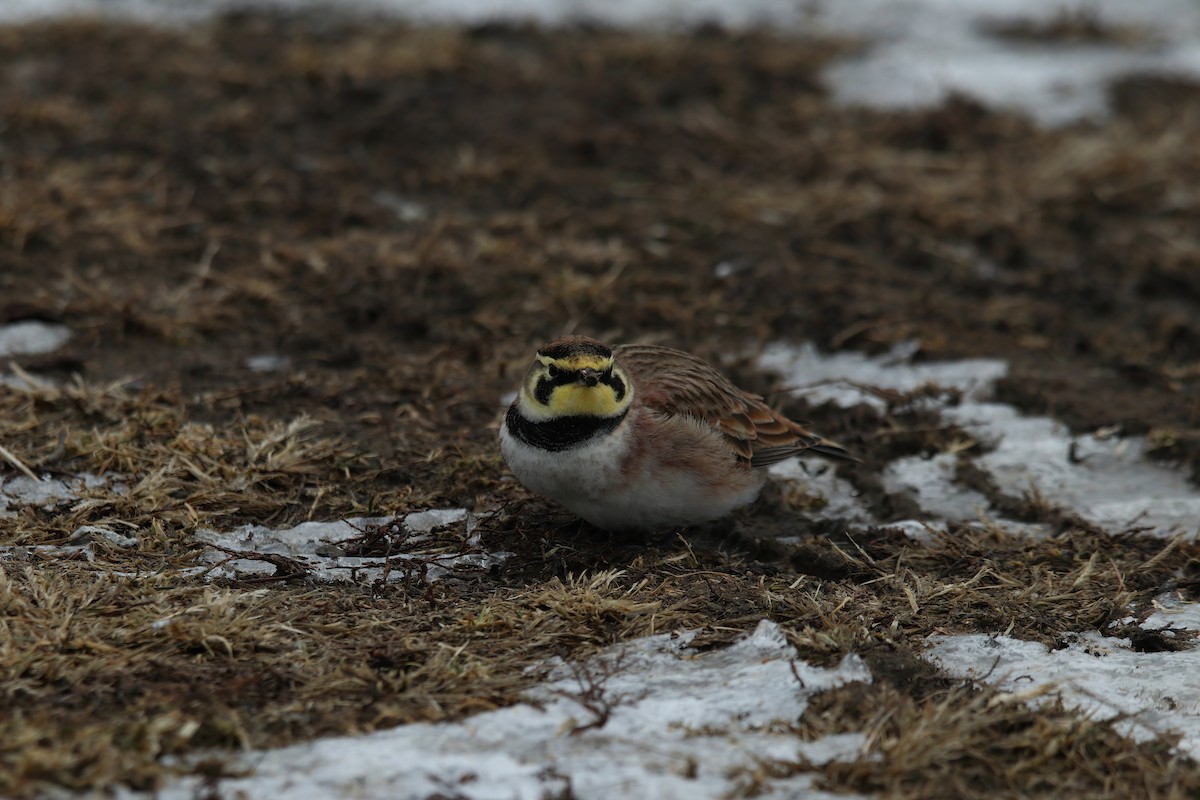 Horned Lark - ML630729582