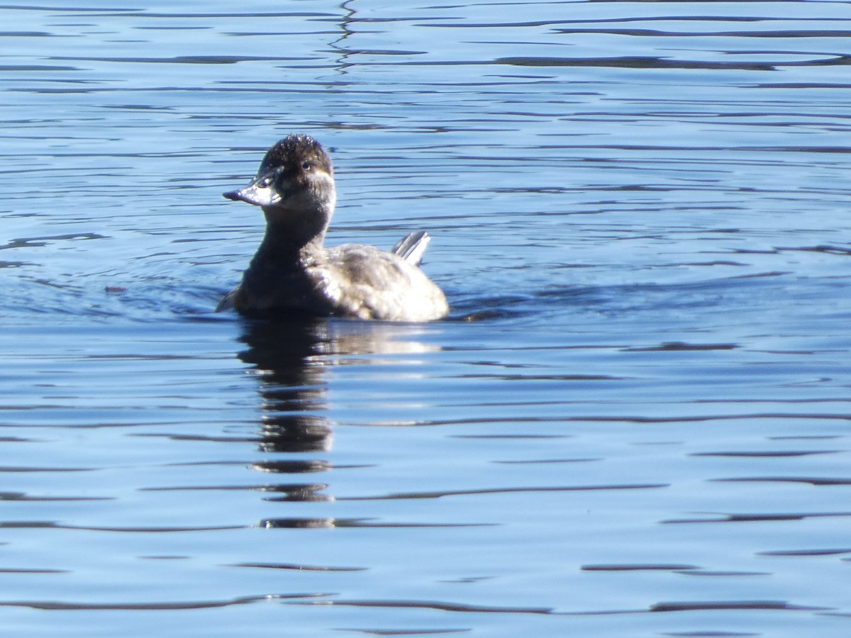 Ruddy Duck - ML630729789