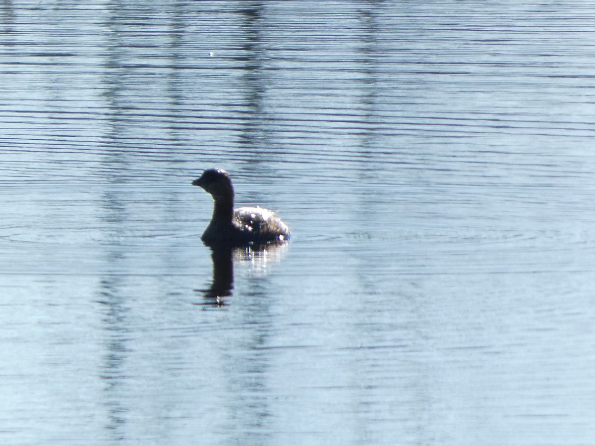 Pied-billed Grebe - ML630729805