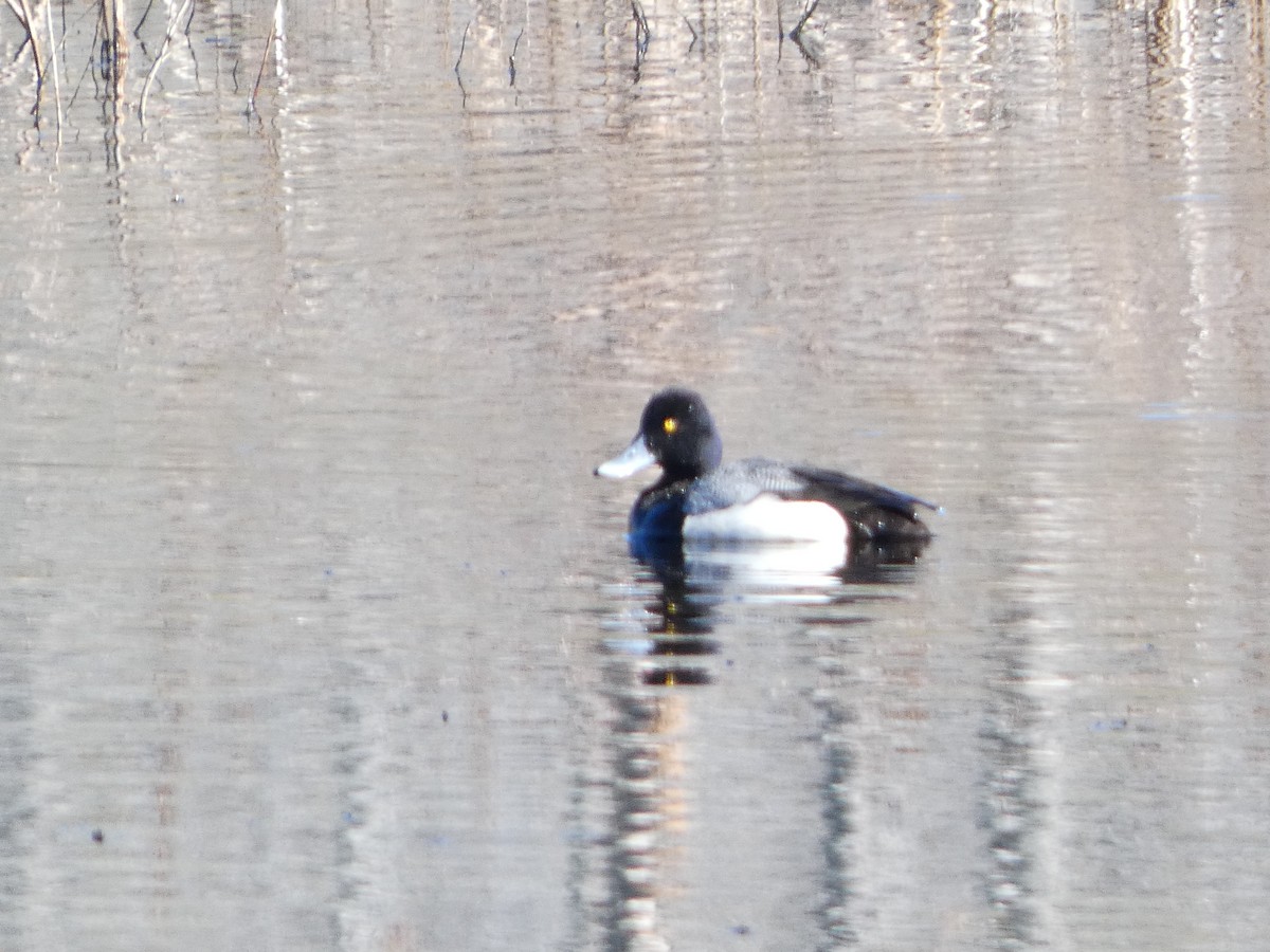 Greater Scaup - ML630729829
