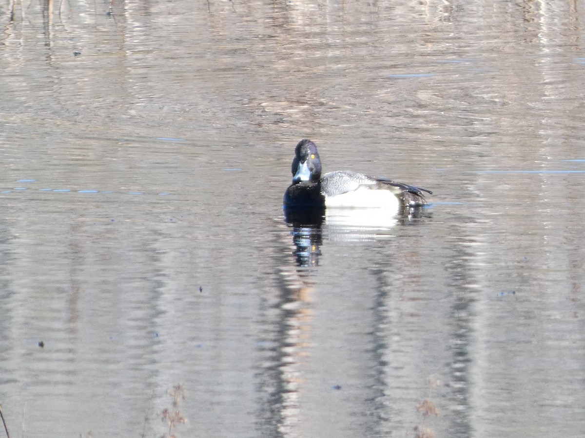 Greater Scaup - ML630729841