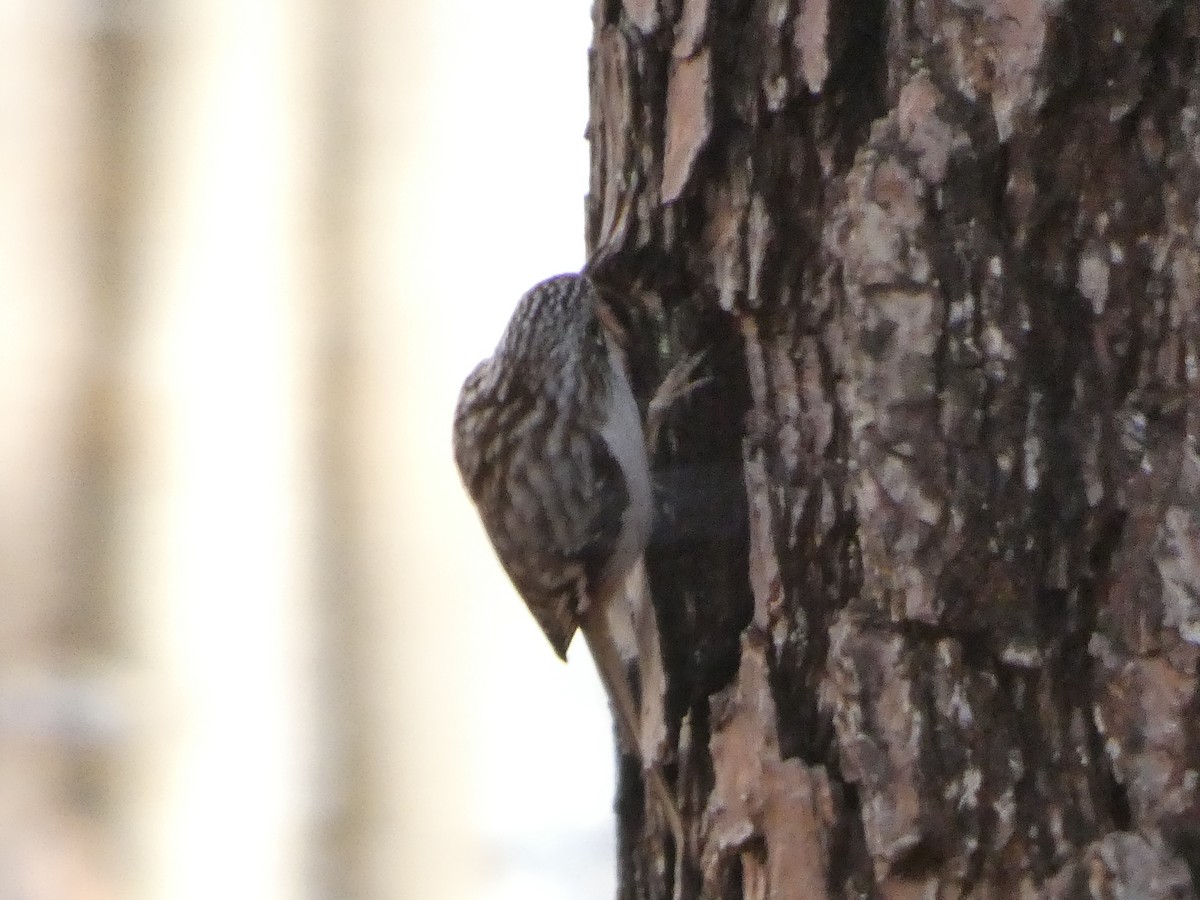 Brown Creeper - ML630729900