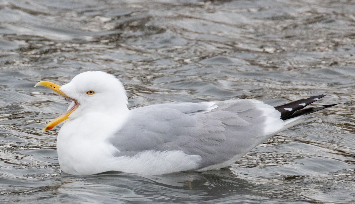 American Herring Gull - ML630729938