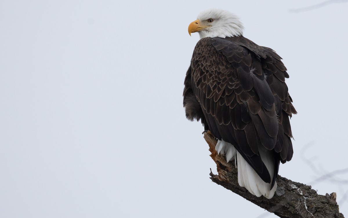 Bald Eagle - ML630729950
