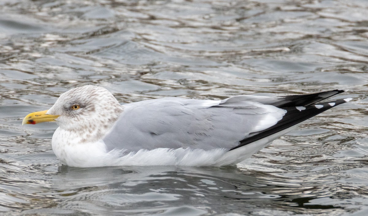 American Herring Gull - ML630729970