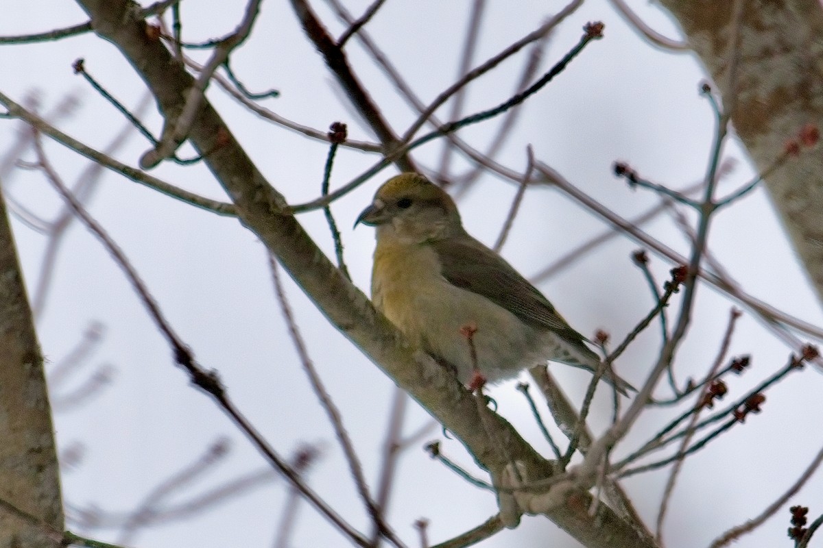 Гацуурын солбин хошуут - ML630730253