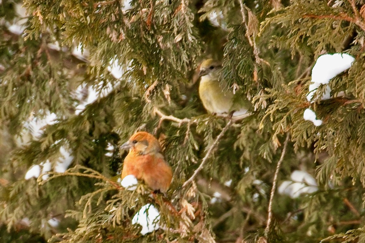 Гацуурын солбин хошуут - ML630730256