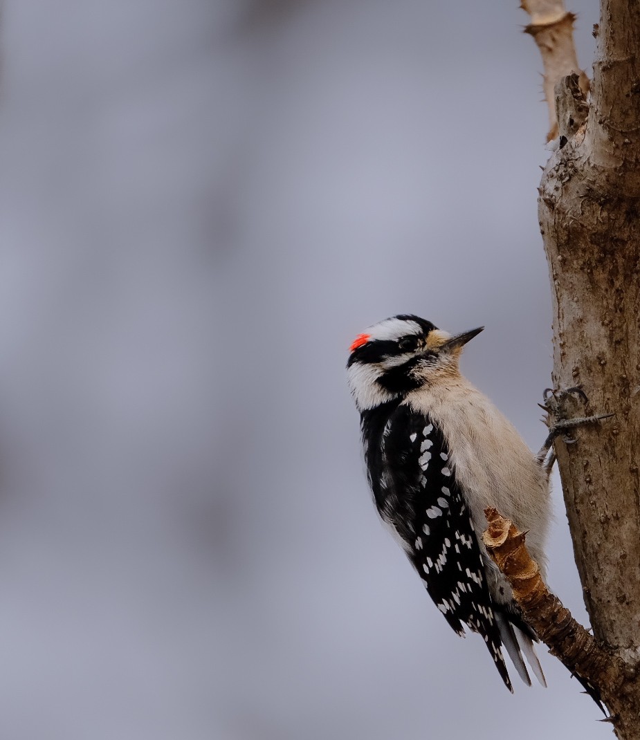 Downy Woodpecker - ML630730334