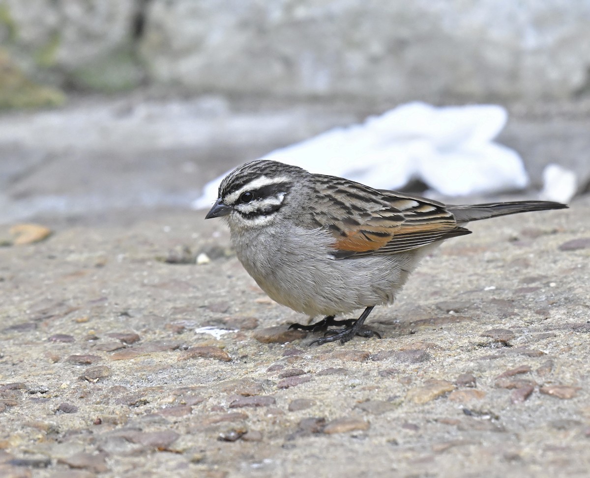 Cape Bunting (Cape) - ML630730356