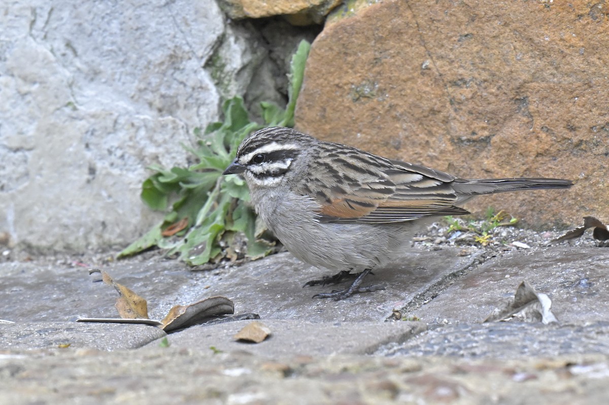 Cape Bunting (Cape) - ML630730361
