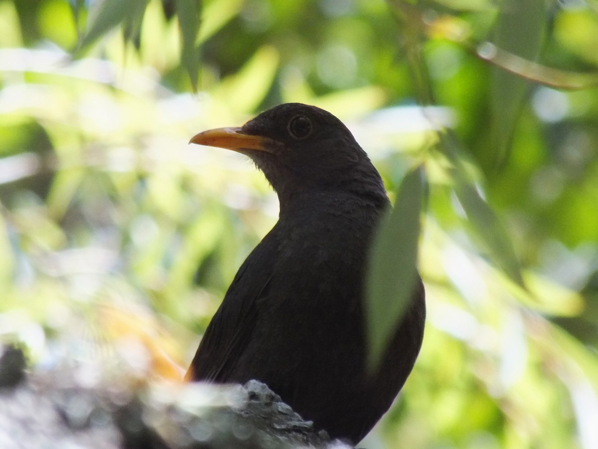 Chiguanco Thrush - ML630730369