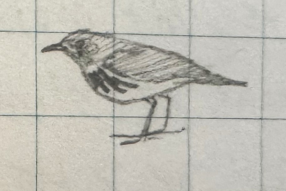 Ringed Antpipit - ML630731291