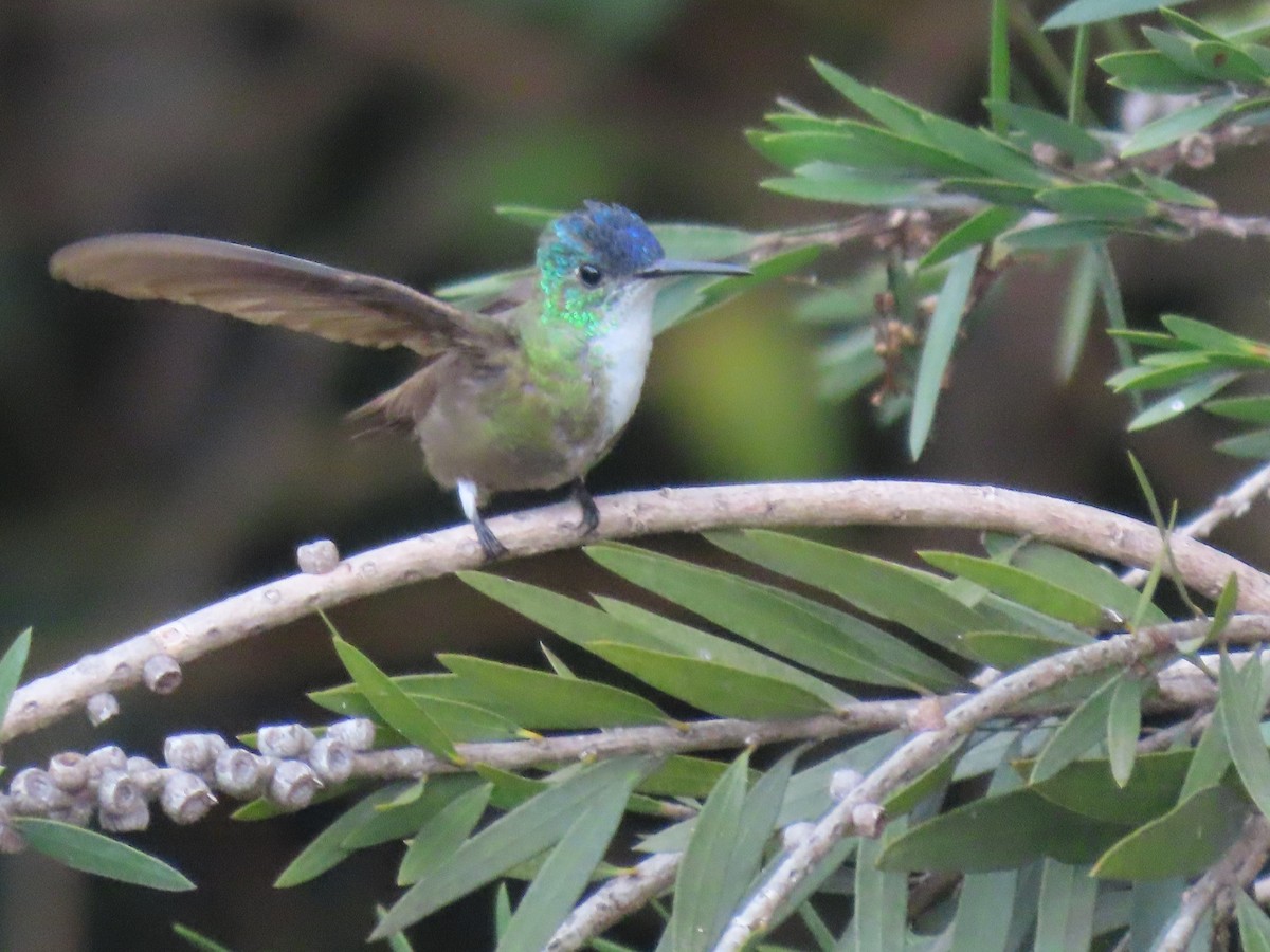 Azure-crowned Hummingbird - ML630731939