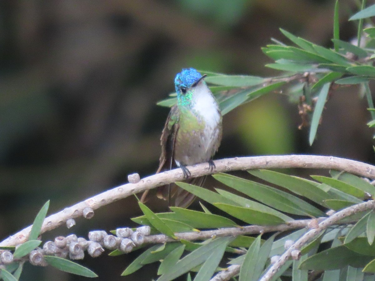 Azure-crowned Hummingbird - ML630731940