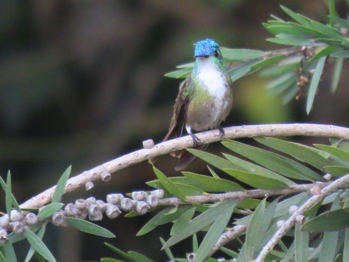Azure-crowned Hummingbird - ML630731942