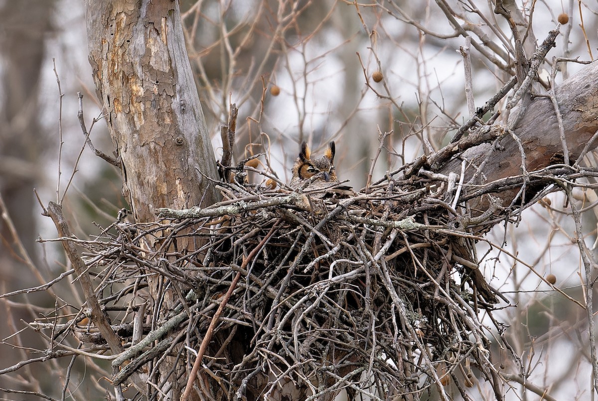 Great Horned Owl - Jan Kool