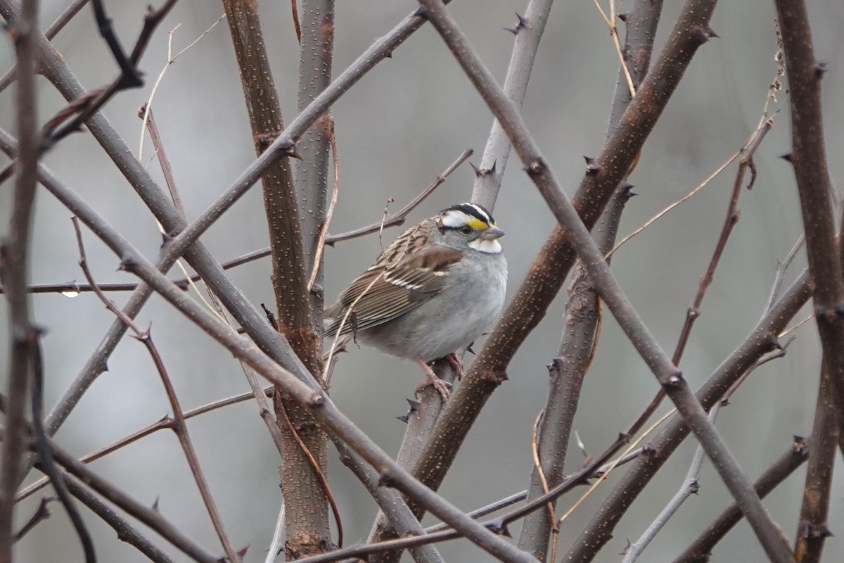 White-throated Sparrow - ML630732073