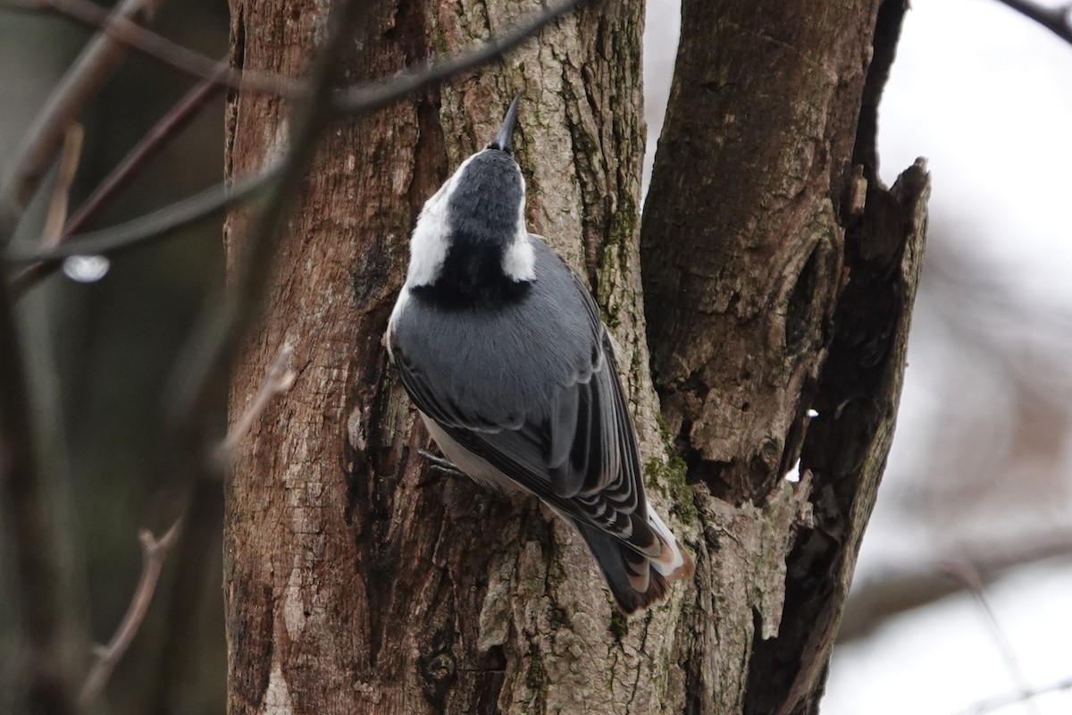 White-breasted Nuthatch - ML630732089