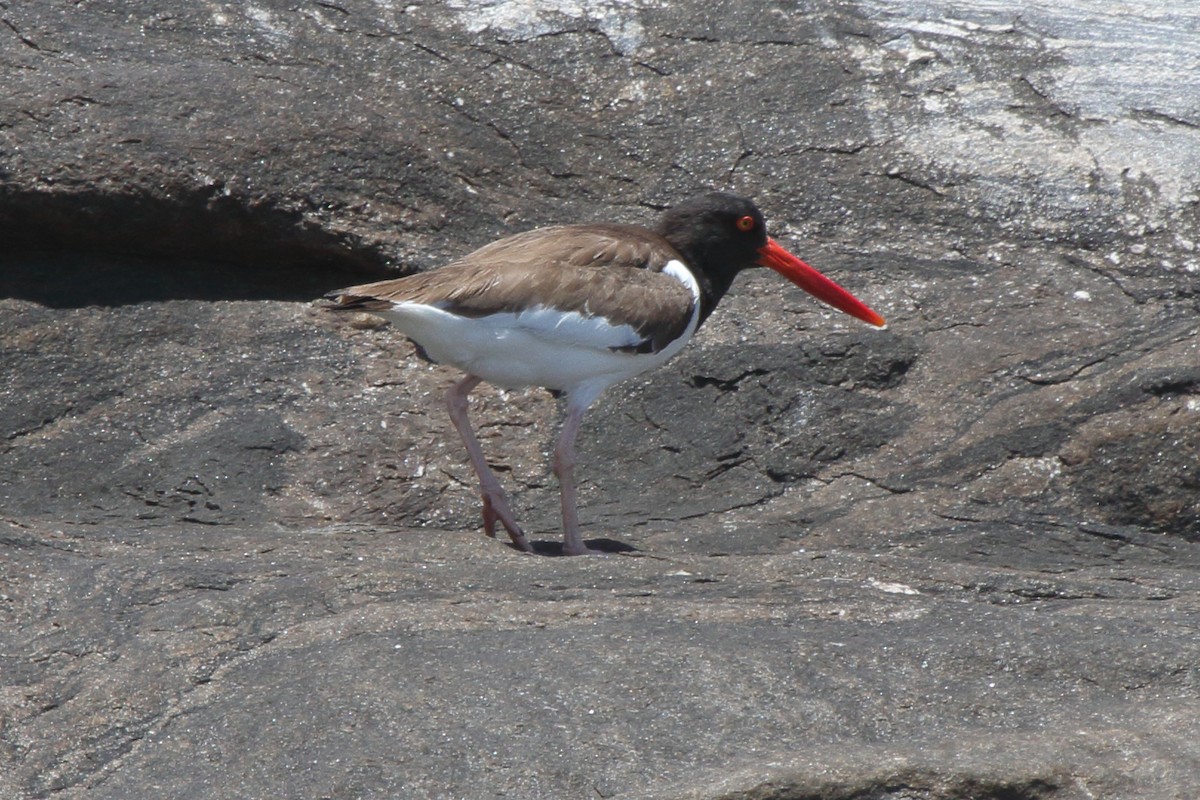American Oystercatcher - ML630732151
