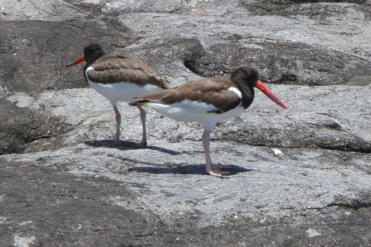 American Oystercatcher - ML630732154