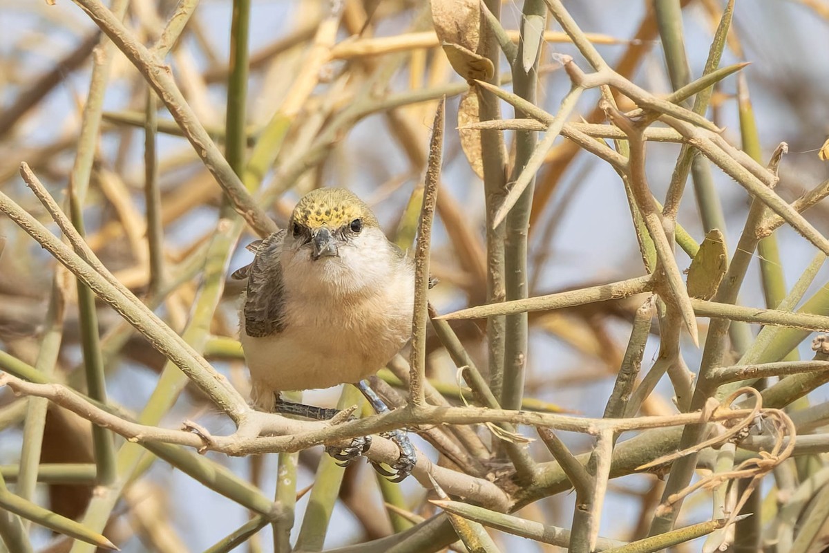 Sennar Penduline-Tit - Angel BAS-PEREZ