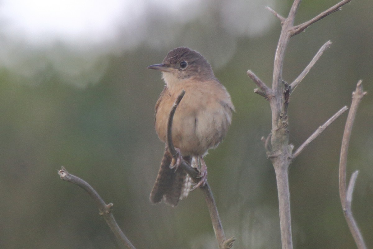 Southern House Wren (cis-Andean) - ML630732220