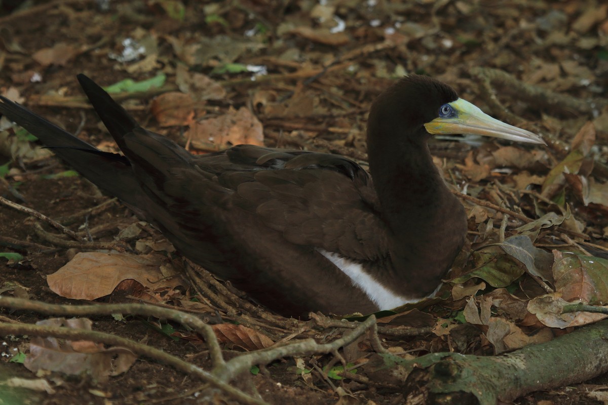 Brown Booby (Atlantic) - ML630732227