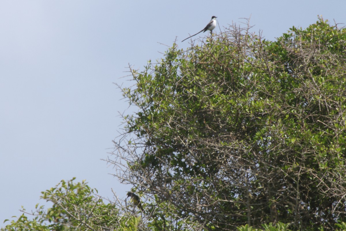 Fork-tailed Flycatcher - ML630732236