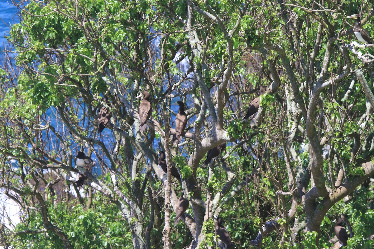 Brown Booby (Atlantic) - ML630732241
