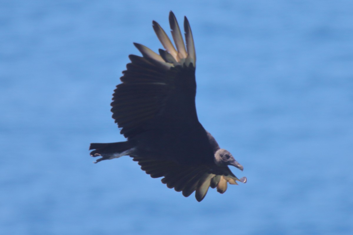 Black Vulture - ML630732256