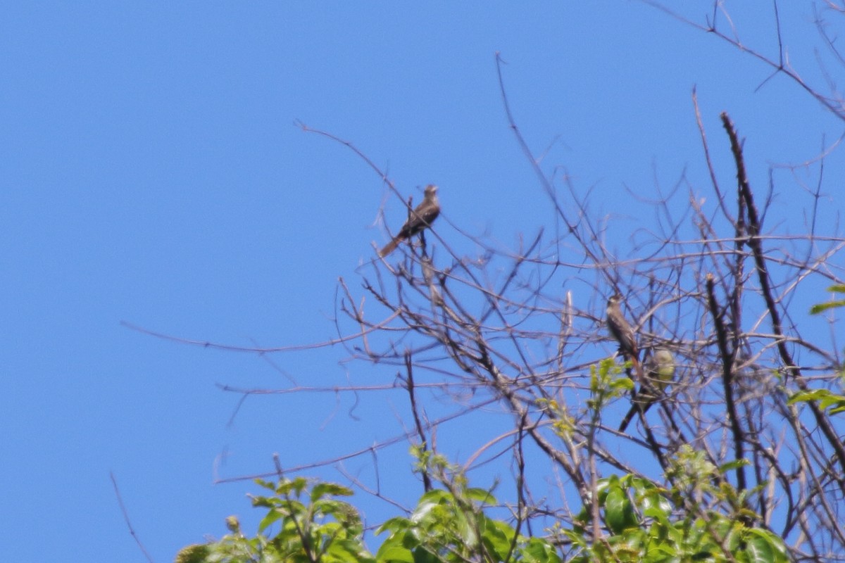 Variegated Flycatcher - ML630732262