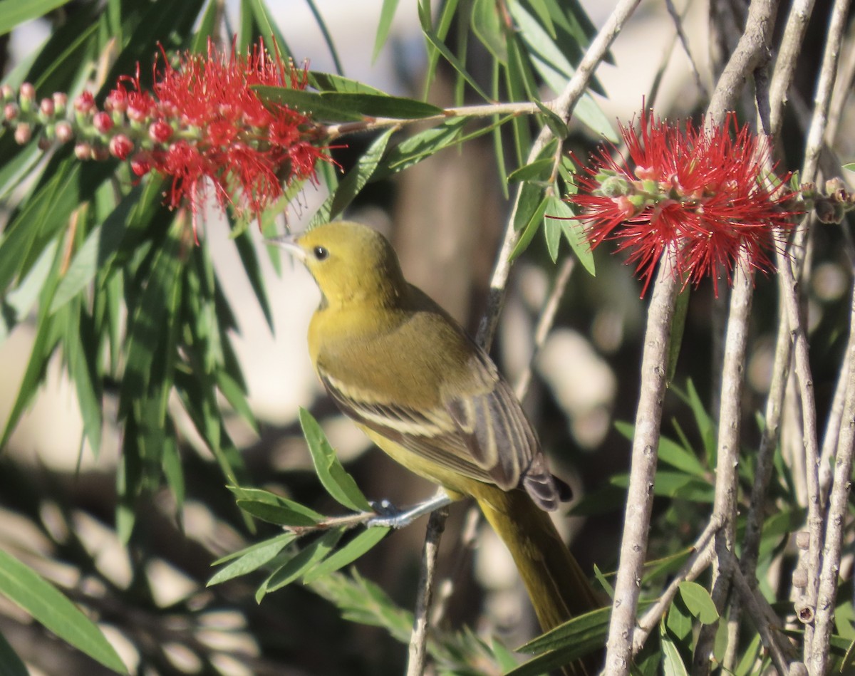 Orchard Oriole - ML630732264