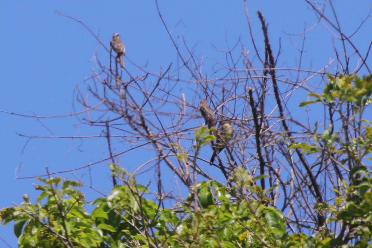 Variegated Flycatcher - ML630732266