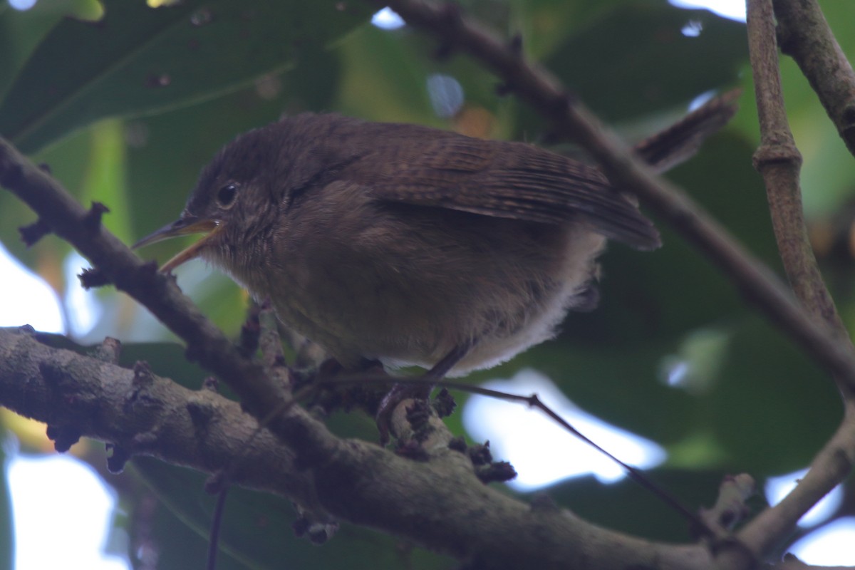 Southern House Wren (cis-Andean) - ML630732274