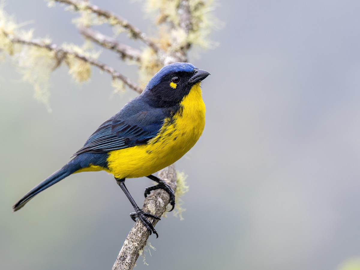 Black-cheeked Mountain Tanager - Andres Vasquez Noboa