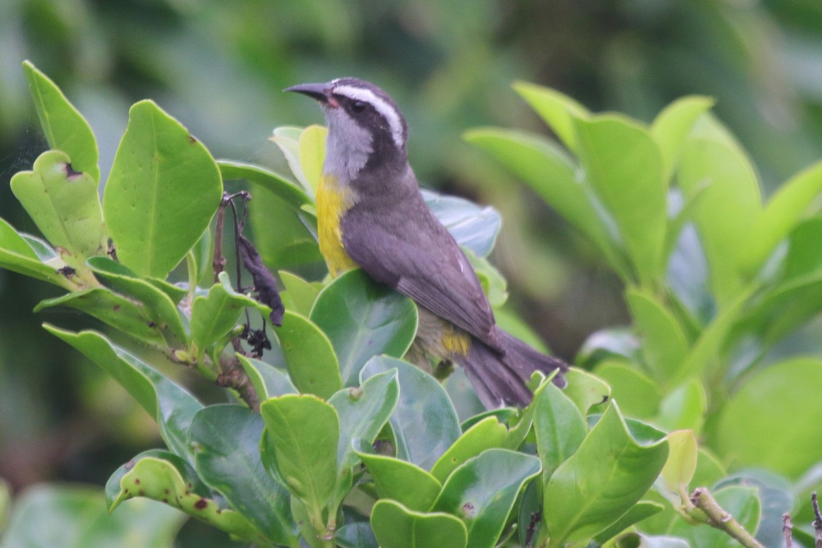 Bananaquit (Continental) - ML630732319