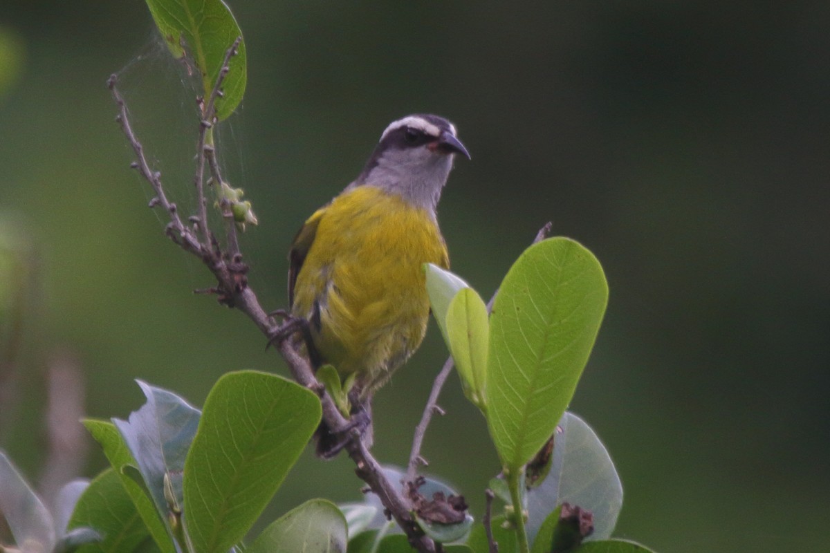 Bananaquit (Continental) - ML630732320