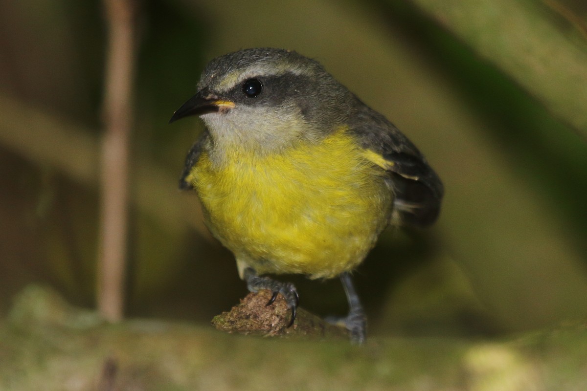 Bananaquit (Continental) - ML630732333