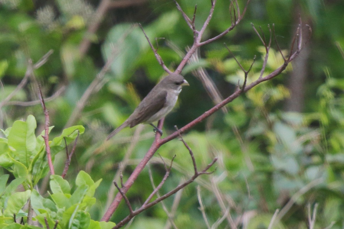 Double-collared Seedeater - ML630732337