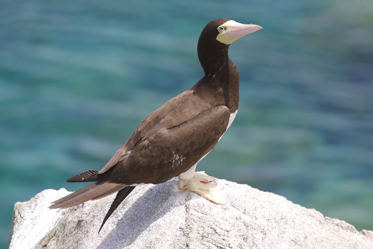 Brown Booby (Atlantic) - ML630732344