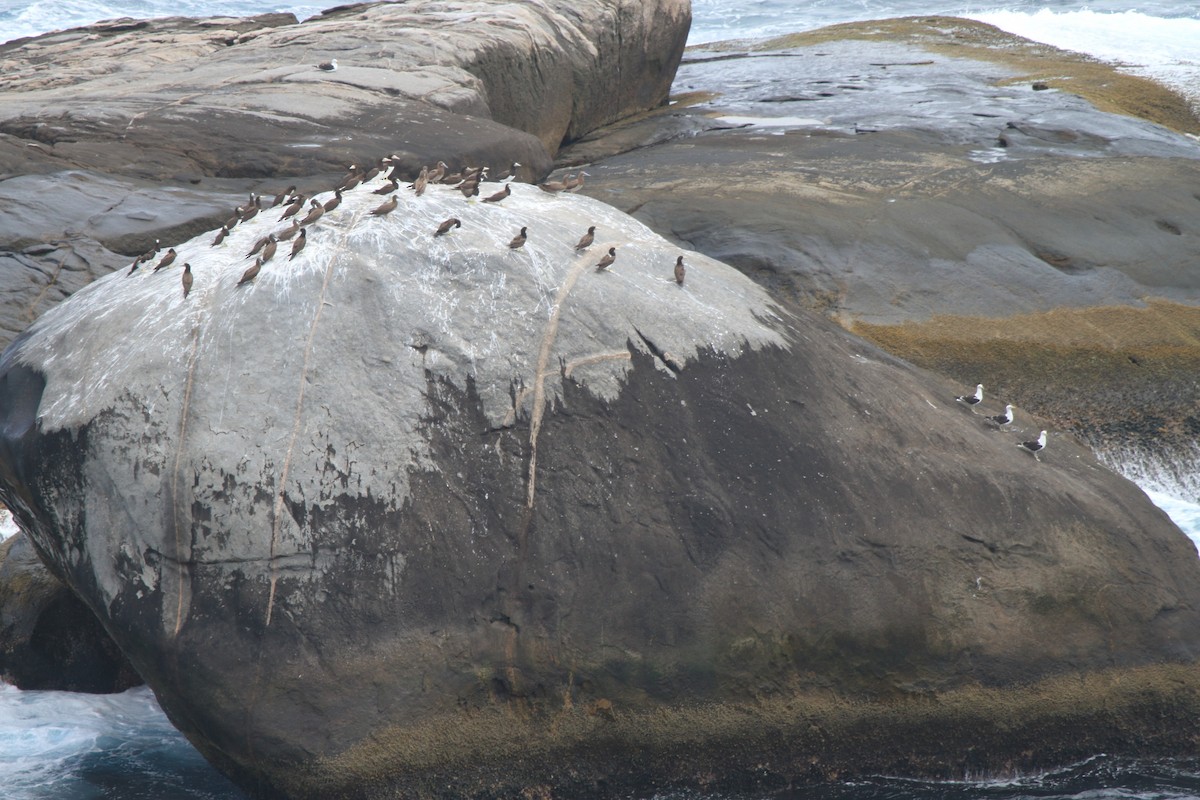 Brown Booby (Atlantic) - ML630732352