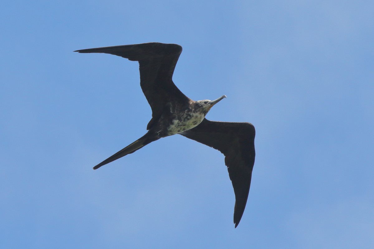 Magnificent Frigatebird - ML630732358